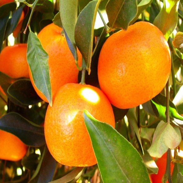 Tüplü Yarı Bodur Bodrum Mandalinası Fidanı ürün görseli 1