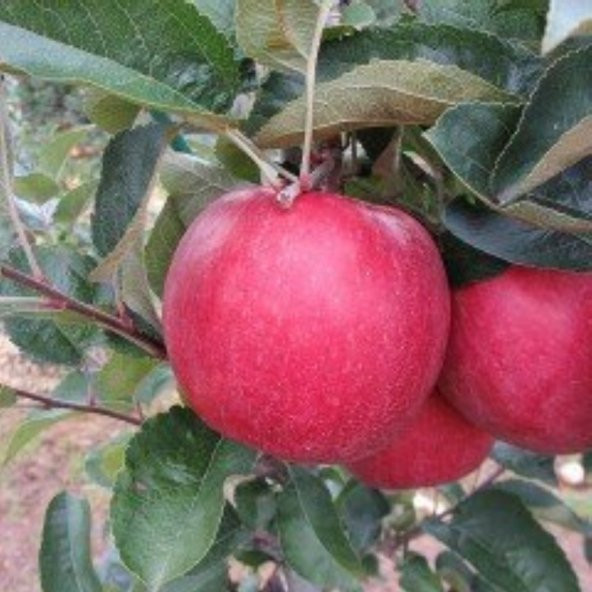 Tüplü Aşılı Tam Bodur Fuji Zhen Aztec Elma Fidanı ürün görseli 1