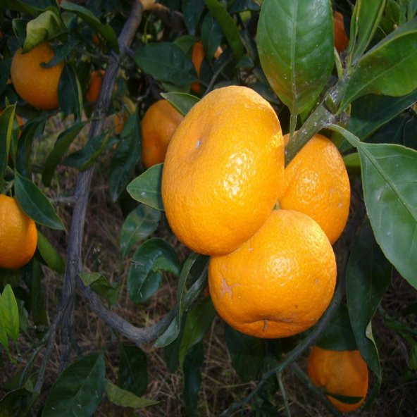 Tüplü Aşılı İthal Rize Satsuma Mandalina Fidanı ürün görseli 1