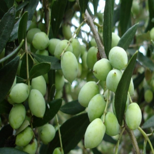 Tüplü Bodur Meyve Verme Yaşında Koroneiki Zeytin Fidanı ürün görseli 1