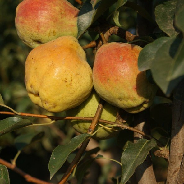 Tüplü Aşılı Tam Bodur Aromalı Kieffer Margarit Armut Fidanı ürün görseli 1
