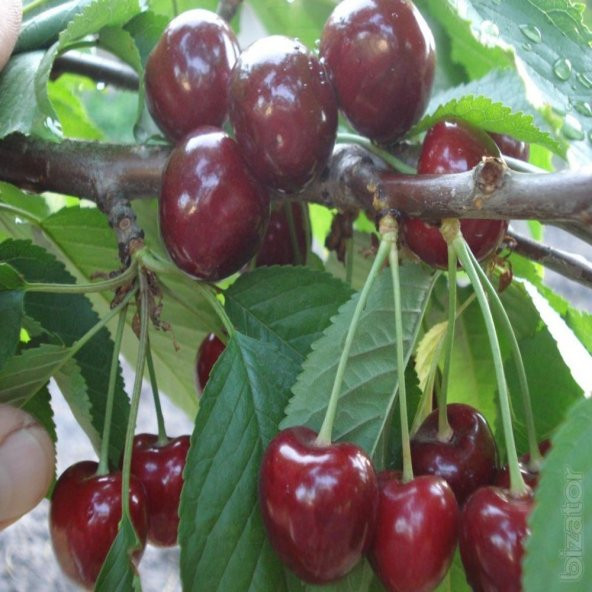 Tüplü Aşılı Yarı Bodur Geç Çiçek Açan Octavia Kiraz Fidanı ürün görseli 1