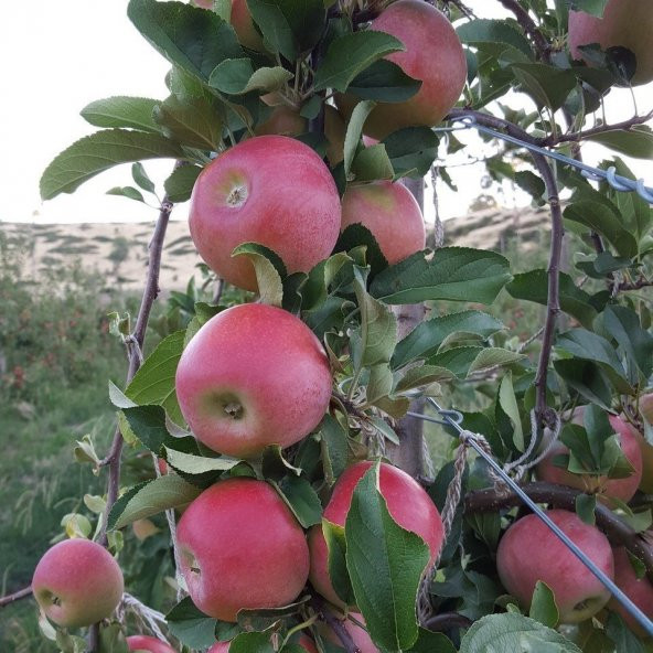 Tüplü Aşılı Yarıbodur Verimli Aromatik Kanzi Elma Fidanı ürün görseli 1