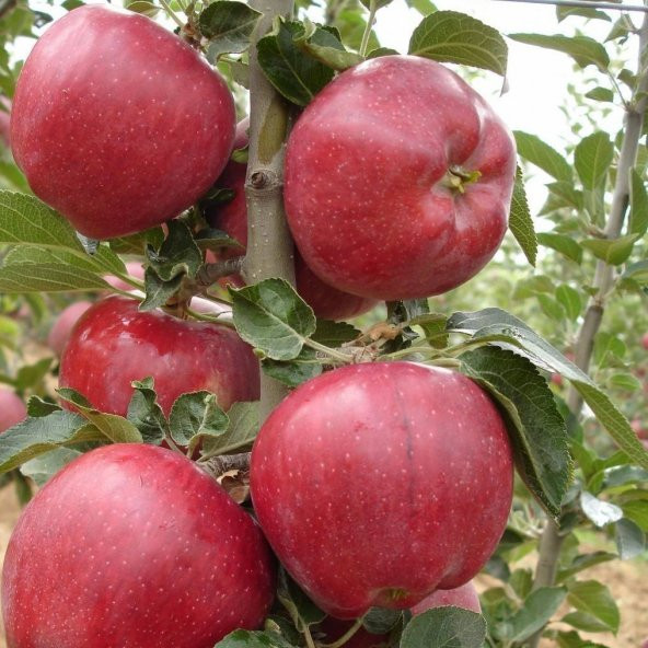 Tüplü Aşılı Yarıbodur Bol Sulu Red Chief Elma Fidanı ürün görseli 1