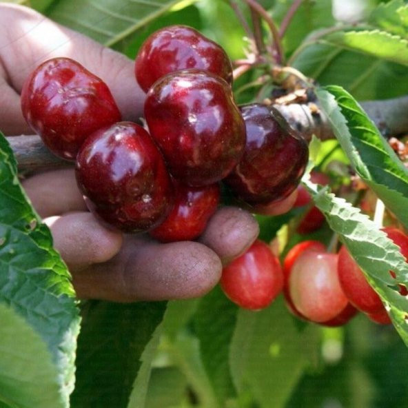 Tüplü Aşılı Aşırı Lezzetli Noir De Guben Kiraz Fidanı ürün görseli 1