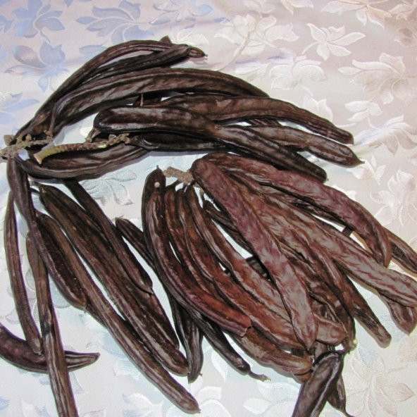 Tüplü Keçi Boynuzu (Harnup) Fidanı ürün görseli 1