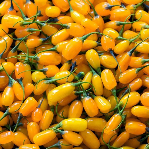 Tüplü Amber Sweet Altuni Sarı Gold Goji Berry Fidanı ürün görseli 1