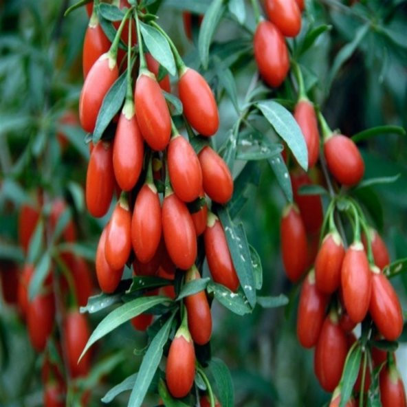 Tüplü Kırmızı Goji Berry Kurt Üzümü Tibet Üzümü Fidanı ürün görseli 1
