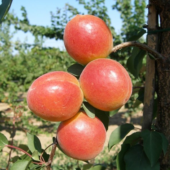 Tüplü Aşılı İri Meyveli Verimli Perfect Red Aldeniz Kayısı Fidanı ürün görseli 1