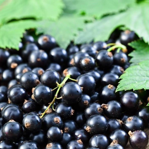 Tüplü İri Meyveli Boskoop Giant Siyah Frenk Üzümü Fidanı ürün görseli 1