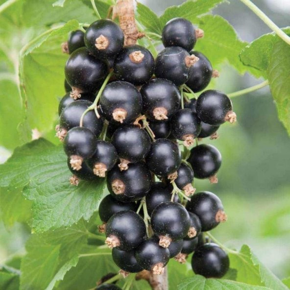 Tüplü Kokulu Rosenthals Siyah Frenk Üzümü Fidanı ürün görseli 1