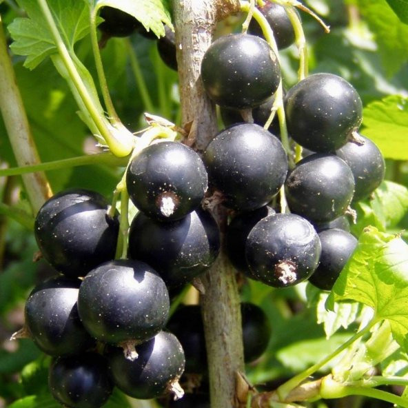 Tüplü Aromatik Golyat Siyah Frenk Üzümü Fidanı ürün görseli 1