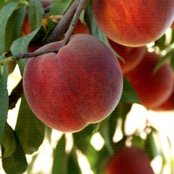 Tüplü Aşılı Aromalı Vista Rich  Şeftali Fidanı ürün görseli 1