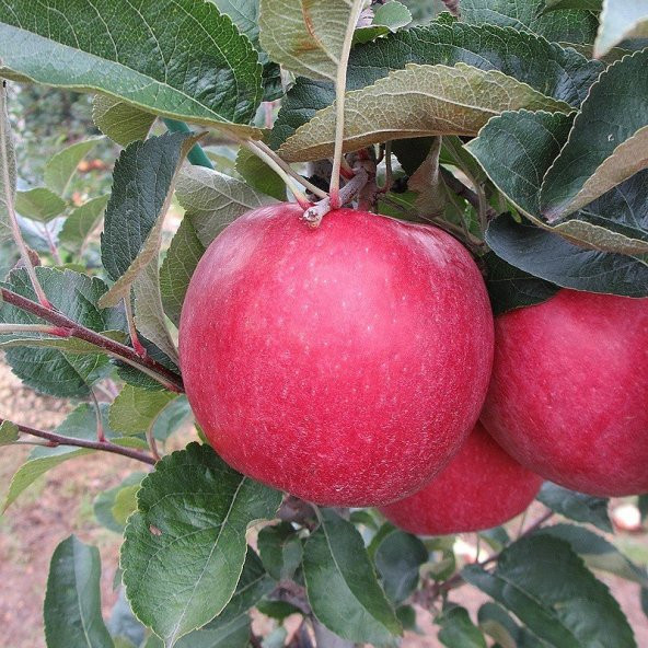Tüplü Aşılı Verimli Fuji Zhen Aztec (Aztek) Elma Fidanı ürün görseli 1