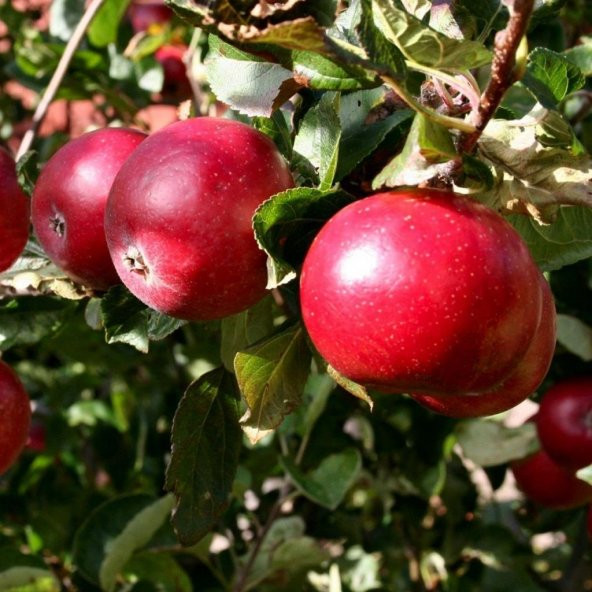 Tüplü Aşılı Verimli Erkenci Early Red One Elma Fidanı ürün görseli 1