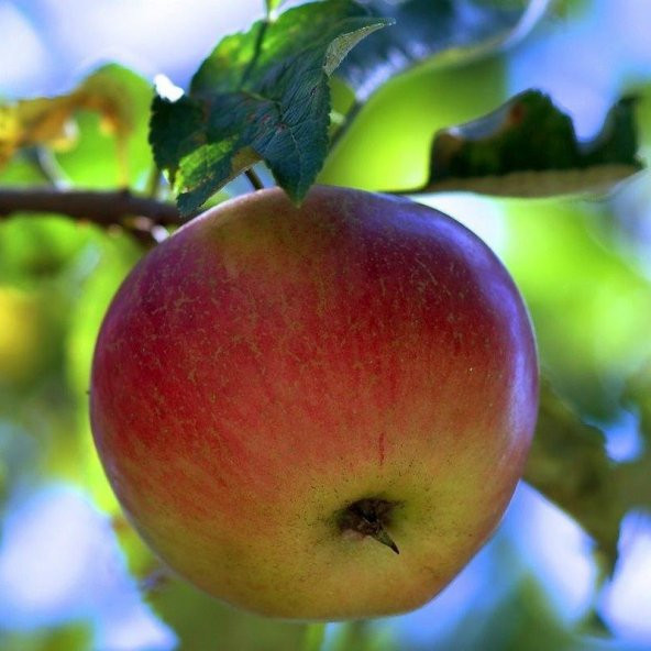 Tüplü Aşılı Yazlık Verimli Summer Red Elma Fidanı ürün görseli 1