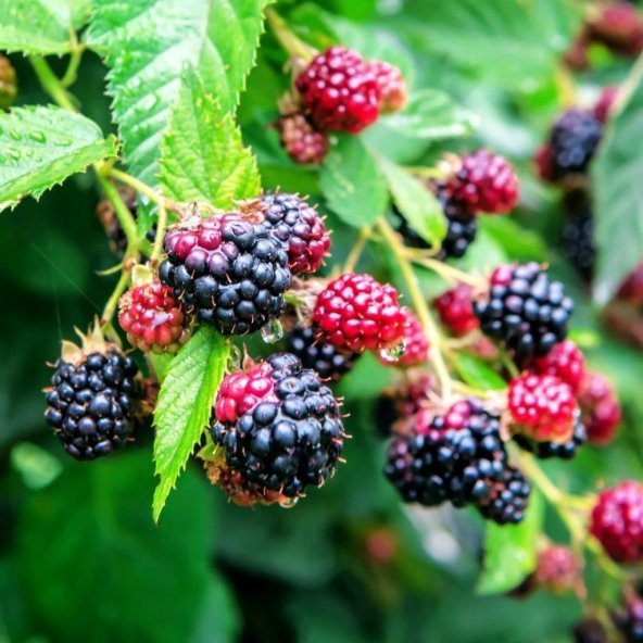 Tüplü Dikensiz Verimli Aromatik Jumbo Böğürtlen Fidanı ürün görseli 1