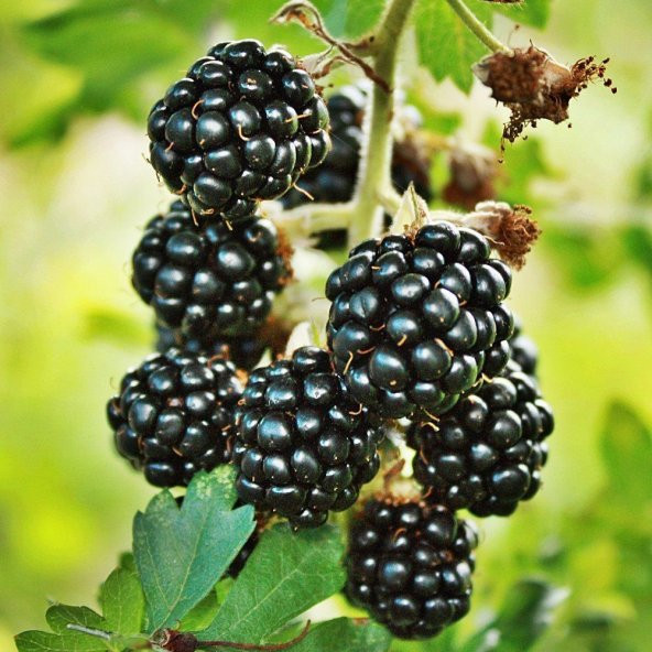 Tüplü Erkenci Yüksek Verimli Boysenberry Böğürtlen Fidanı ürün görseli 1