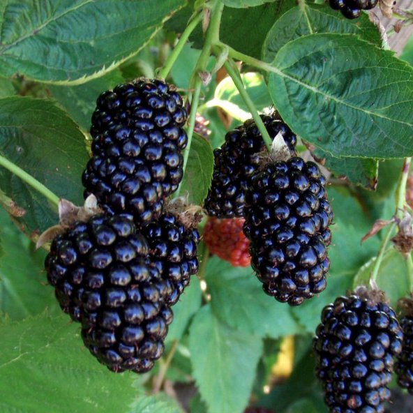 Tüplü Verimli Mayhoş Aromatik Brazos Böğürtlen Fidanı ürün görseli 1