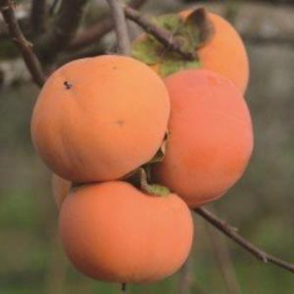 Tüplü Çikolata Aromalı Hachiya Trabzon Hurması Fidanı ürün görseli 1