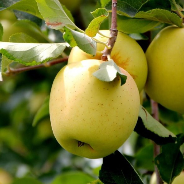 Tüplü Aşılı Bol Verimli Aromalı Golden Elma Fidanı ürün görseli 1