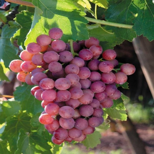 Tüplü Sofralık Çekirdeksiz Flame Seedless Üzüm Fidanı ürün görseli 1