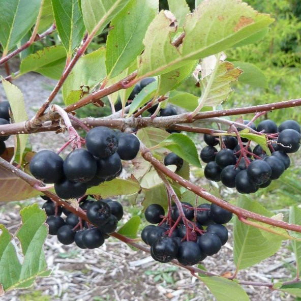 Tüplü Doğal Siyah Aronya Aronia Chokeberry Fidanı (15-20cm) ürün görseli 1