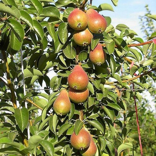 Tüplü Aşılı Erkenci Bol Verimli Aromatik Carmen Armut Fidanı ürün görseli 1