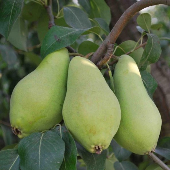 Tüplü Aşılı Erkenci Bol Verimli Aromatik Akça Armut Fidanı ürün görseli 1