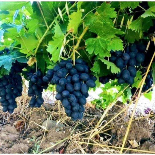 Tüplü Sofralık Koyu Mavi Horoz Karası Üzüm Fidanı ürün görseli 1