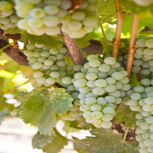 Tüplü Verimli Sauvignon Blanc Üzüm Fidanı ürün görseli 1