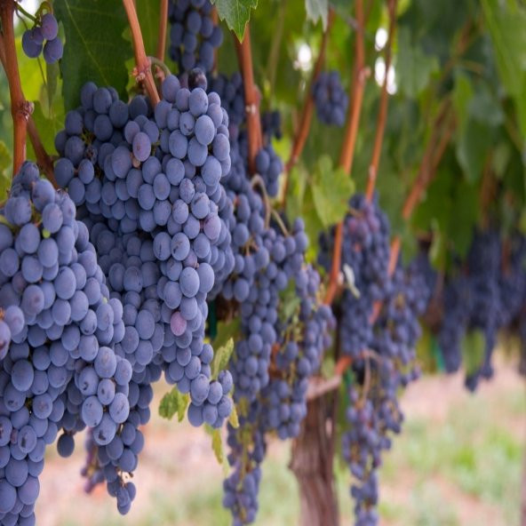 Tüplü Şaraplık Merlot Üzüm Fidanı ürün görseli 1