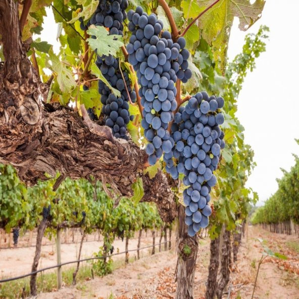 Tüplü Şaraplık Syrah (Şiraz) Üzüm Fidanı ürün görseli 1