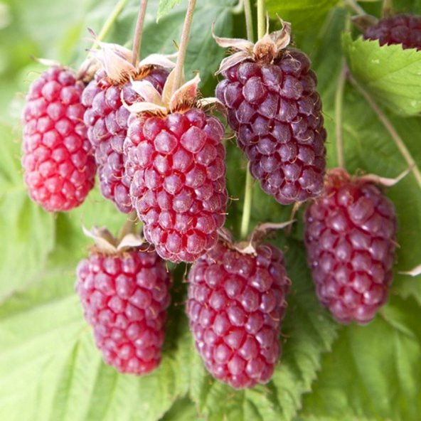 Tüplü Özel Böğürtlen Ahududu Melezi Loganberry Fidanı ürün görseli 1
