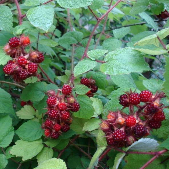 Tüplü Wineberry Japon Böğürtleni Şarap Ahududu Fidanı ürün görseli 1