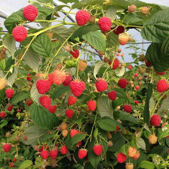 Tüplü Yüksek Verimli Aromatik Aksu Pembesi Ahududu Fidanı ürün görseli 1