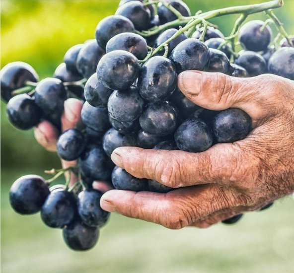 Tüplü Antep Karası Parmağı Kan Yapan Kurutmalık Sofralık Üzüm Fidanı ürün görseli 1