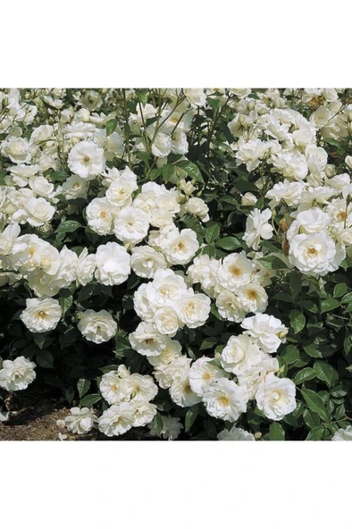 Yediveren Beyaz Sarmaşık Gül Fidanı 15-25 Cm ürün görseli 1