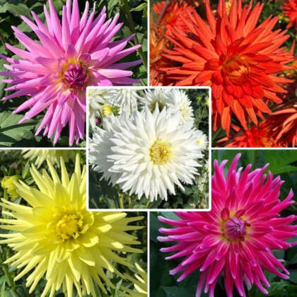 25 adet yıldız dahlia çiçeği yumrusu çimlenme garantildir... ürün görseli 1