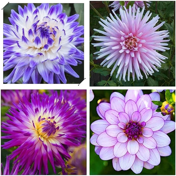 25 adet yıldız dahlia çiçeği yumrusu çimlenme garantildir... ürün görseli 1