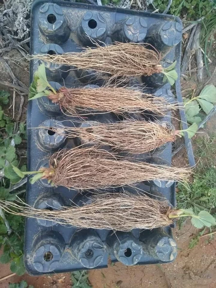 YAYLA TARIM 100 adet çilek fidanı ( albion yediveren ) soğuk iklim 12 ay dikim .... ürün görseli 1