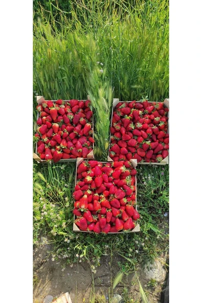 YAYLA TARIM 100 Adet Çilek Fidanı ( Albion) Firigo Taze Söküm 12 Ay Dikim.garantili Çins...faturalı ürün görseli 1