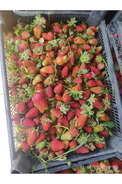 YAYLA TARIM 100 Adet Çilek Fidanı ( Albion) Firigo Taze Söküm 12 Ay Dikim.garantili Çins...faturalı ürün görseli 1