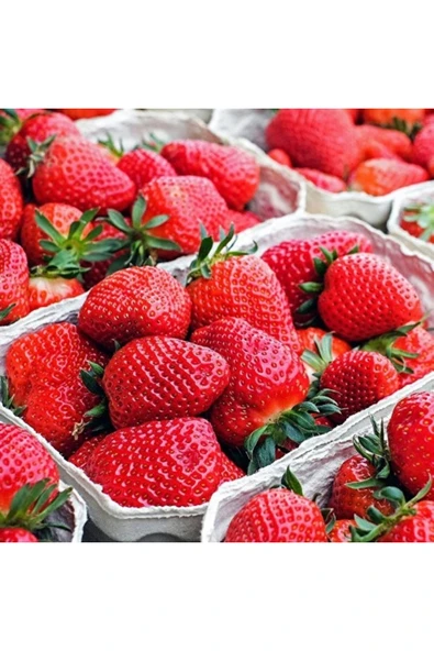 OLİMPOS TARIM 100 Adet Frigo Karışık Tür Çilek Fidanı Açık Kök ürün görseli 1