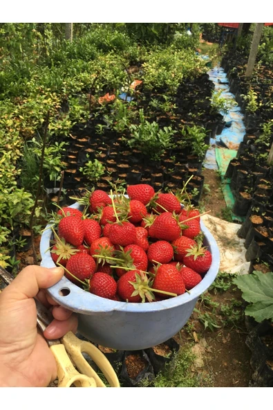 YAYLA TARIM 100 Adet Çilek Fidanı ( Albion) Firigo Taze Söküm 12 Ay Dikim.garantili Çins...faturalı ürün görseli 1