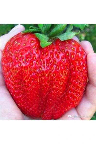 OLİMPOS TARIM 100 Adet Frigo Camarosa Çilek Fidanı Açık Kök ürün görseli 1