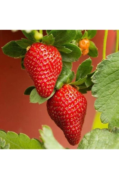 OLİMPOS TARIM 100 Adet Frigo Osmanlı Çilek Fidanı Açık Kök ürün görseli 1