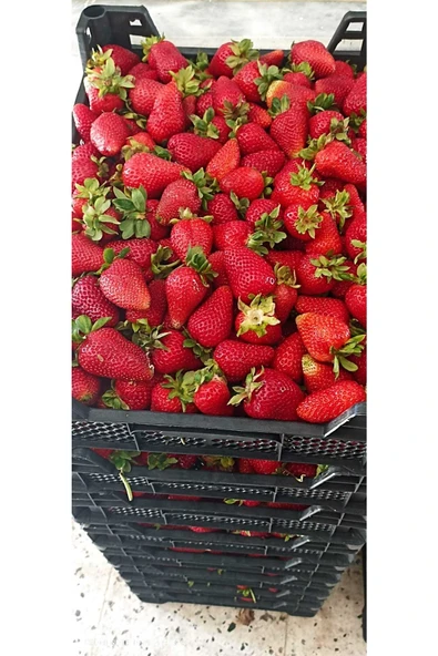 YAYLA TARIM 100 Adet Çilek Fidanı ( Albion) Firigo Taze Söküm 12 Ay Dikim.garantili Çins...faturalı ürün görseli 1