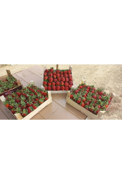 YAYLA TARIM 100 Adet Çilek Fidanı ( Albion) Firigo Taze Söküm 12 Ay Dikim.garantili Çins...faturalı ürün görseli 1