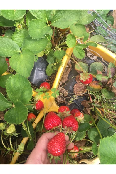 YAYLA TARIM 100 Adet Çilek Fidanı ( Albion) Firigo Taze Söküm 12 Ay Dikim.garantili Çins...faturalı ürün görseli 1